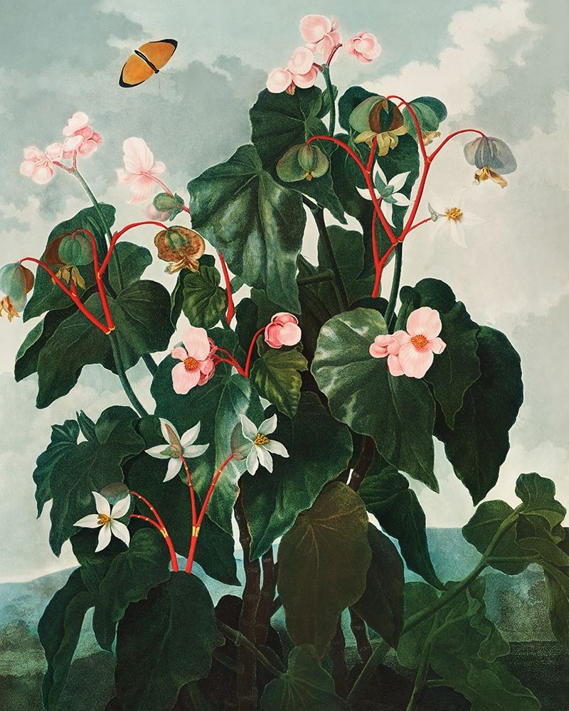 The Oblique Leaved Begonia from The Temple of Flora art print by Robert John Thornton for $57.95 CAD