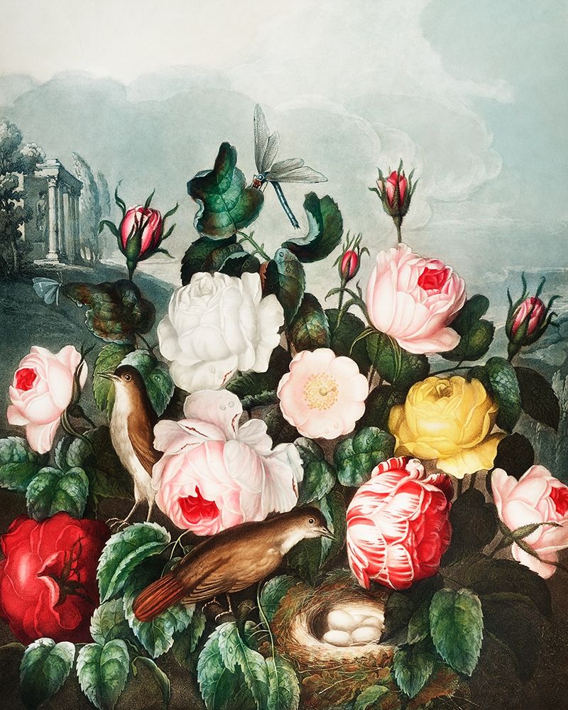 Roses from The Temple of Flora art print by Robert John Thornton for $57.95 CAD