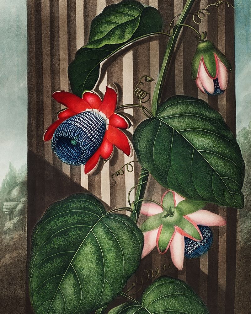 The Winged Passion-Flower from The Temple of Flora art print by Robert John Thornton for $57.95 CAD