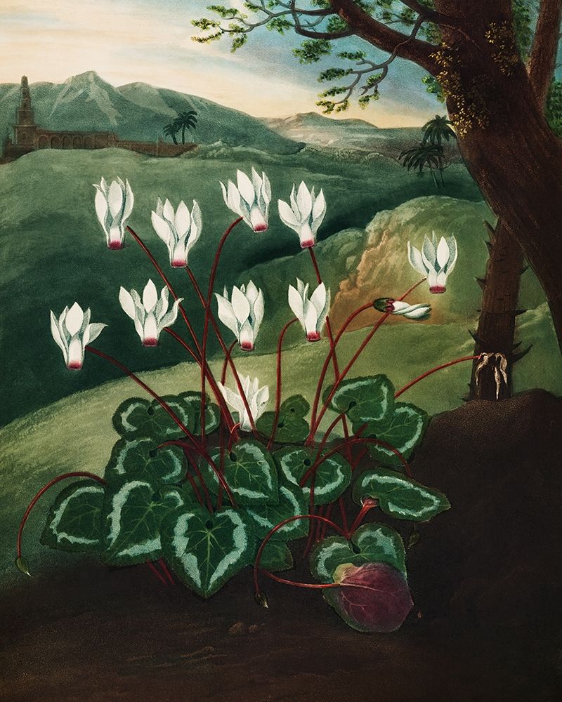The Persian Cyclamen from The Temple of Flora art print by Robert John Thornton for $57.95 CAD