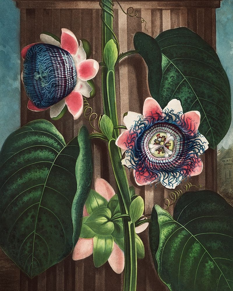 The Quadrangular Passion Flower from The Temple of Flora art print by Robert John Thornton for $57.95 CAD