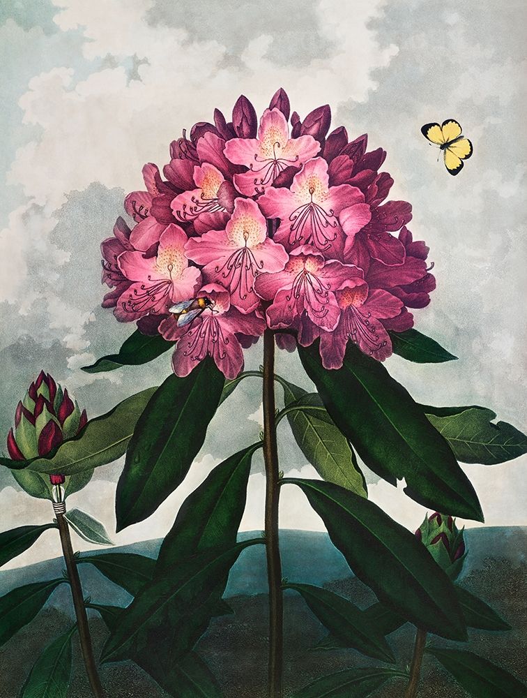 The Pontic Rhododendron from The Temple of Flora art print by Robert John Thornton for $57.95 CAD