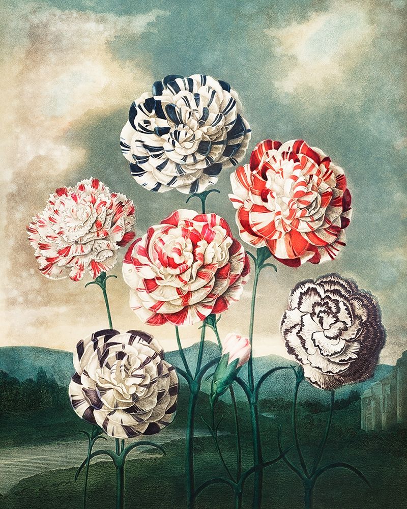 A Group of Carnations from The Temple of Flora art print by Robert John Thornton for $57.95 CAD