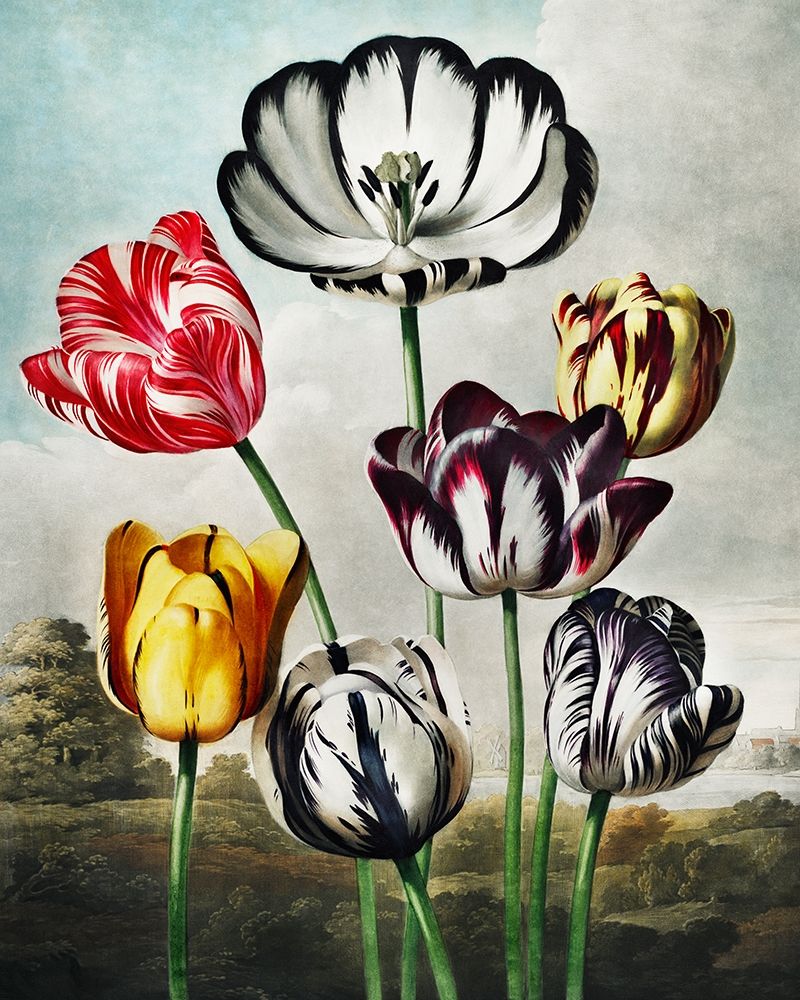 Tulips from The Temple of Flora art print by Robert John Thornton for $57.95 CAD
