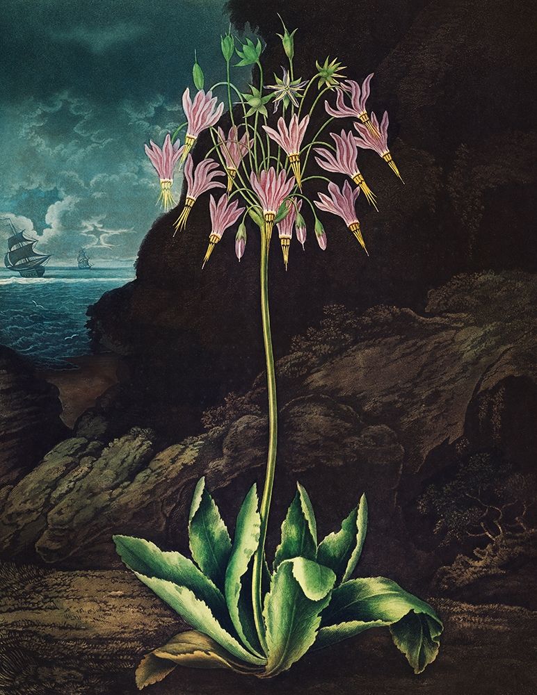 The American Cowslip from The Temple of Flora art print by Robert John Thornton for $57.95 CAD