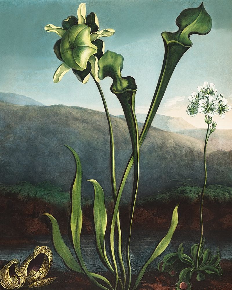 American Bog Plants from The Temple of Flora art print by Robert John Thornton for $57.95 CAD
