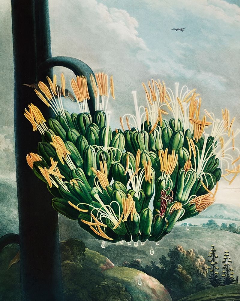 The Aloe from The Temple of Flora art print by Robert John Thornton for $57.95 CAD