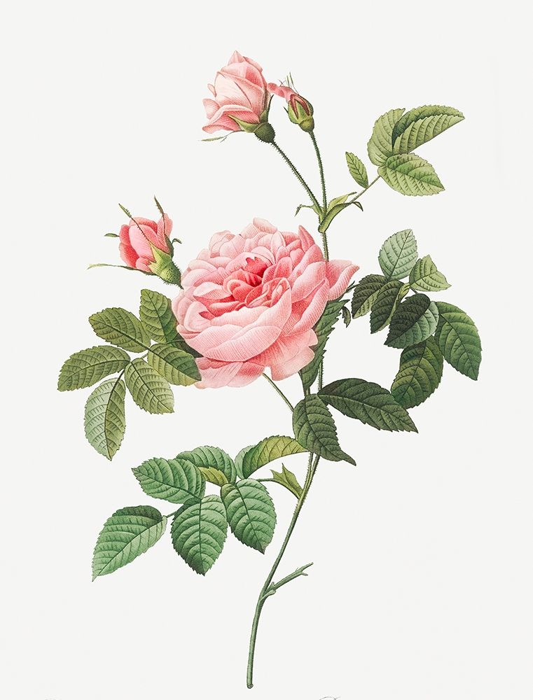 Boursault Rose, Rose Turbine without Thorns, Rosa Inermis art print by Pierre Joseph Redoute for $57.95 CAD