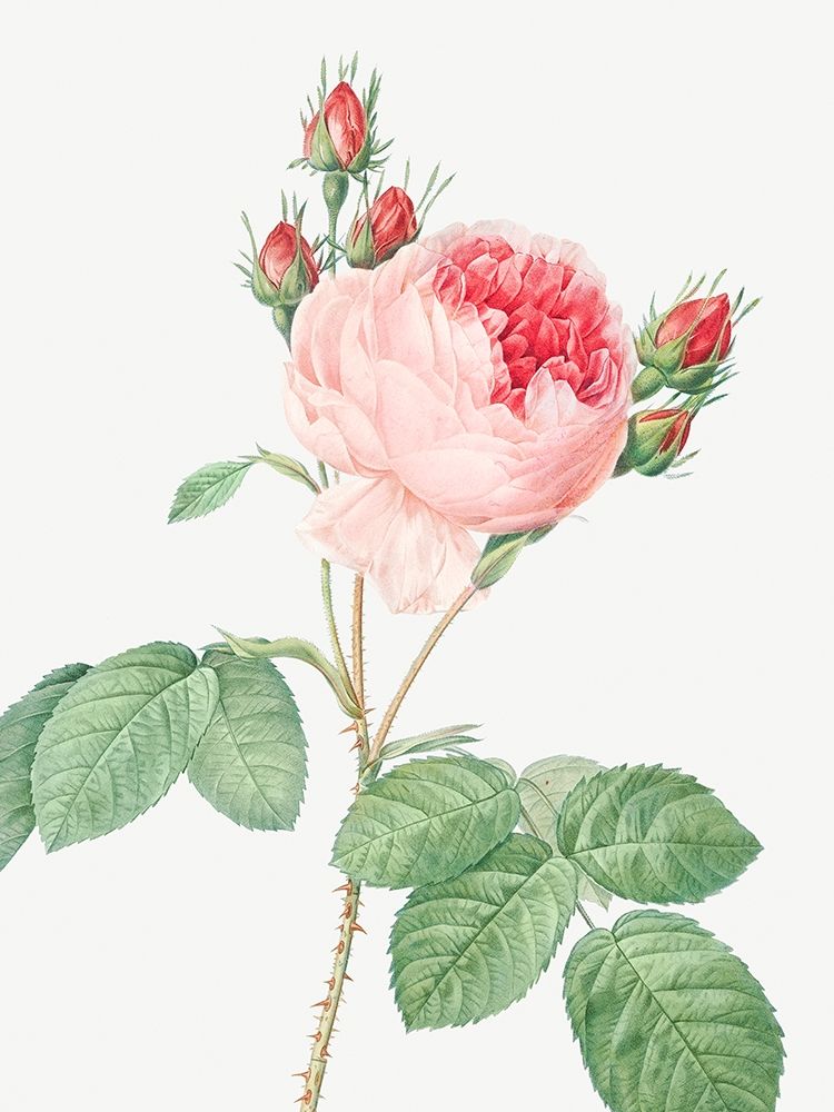 Cabbage Rose, One Hundred Leaved Rose, Rosa centifolia art print by Pierre Joseph Redoute for $57.95 CAD