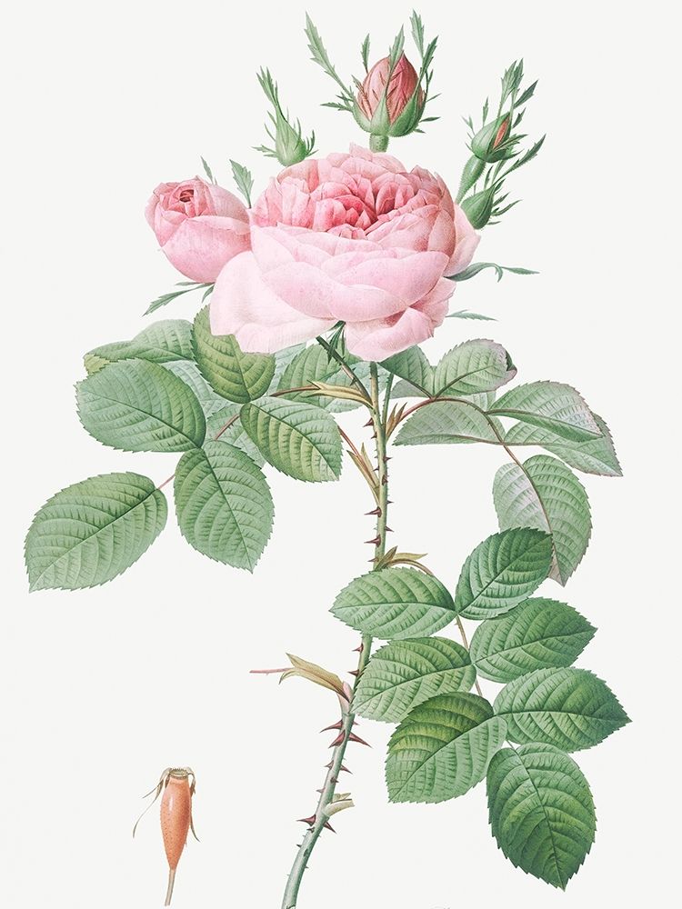 Rosa Bifera Officinalis, Rose of Perfume art print by Pierre Joseph Redoute for $57.95 CAD