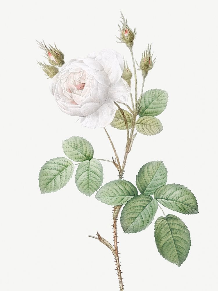 White Moss Rose, Misty Roses with White Flowers, Rosa muscosa alba art print by Pierre Joseph Redoute for $57.95 CAD