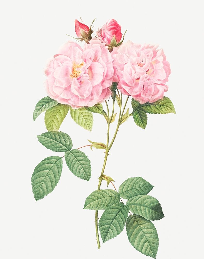 Italian Damask Rose, Four Seasons of Italy, Rosa damascena Italica art print by Pierre Joseph Redoute for $57.95 CAD