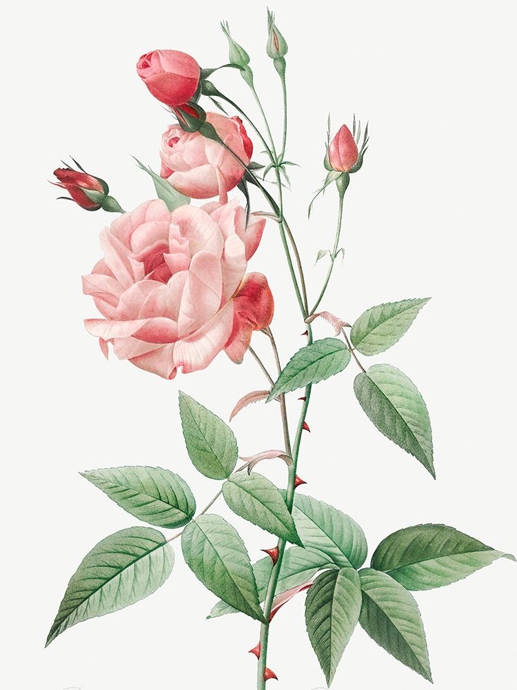 Old Blush China, Common Rose of India, Rosa Indica Vulgaris art print by Pierre Joseph Redoute for $57.95 CAD