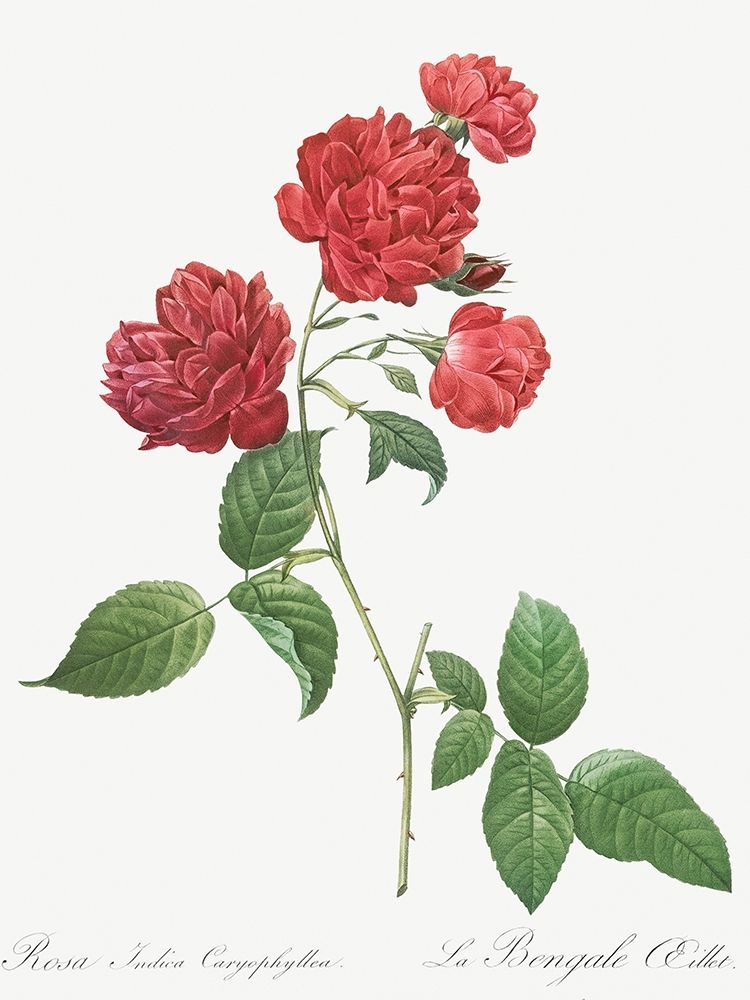 Red Cabbage Rose, Bengal eyelet, Rosa indica caryophyllea art print by Pierre Joseph Redoute for $57.95 CAD