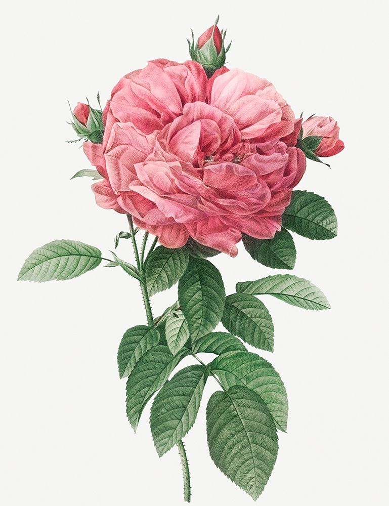 Giant French Rose Bloom, Provins rosebush with gigantic flower, Rosa gallica flore giganteo art print by Pierre Joseph Redoute for $57.95 CAD