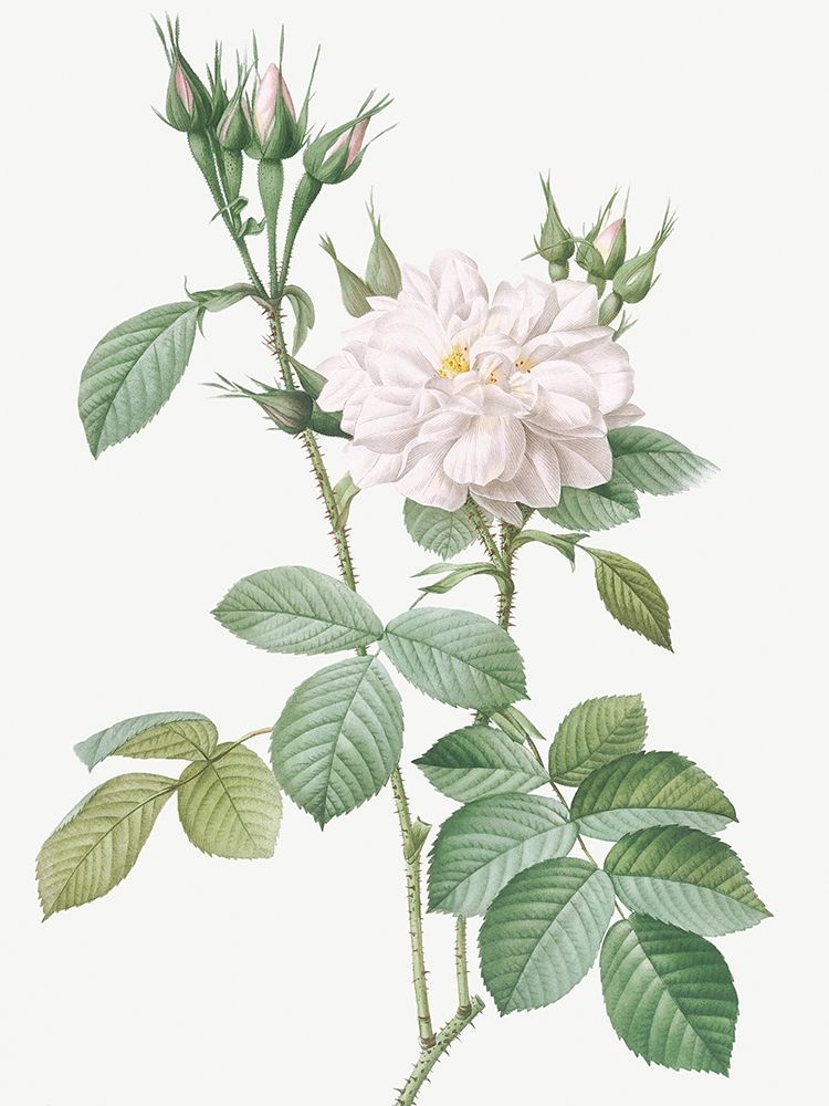 Autumn Damask Rose, Rosebush of the Four Seasons with White Flowers, Rosa bifera alba art print by Pierre Joseph Redoute for $57.95 CAD
