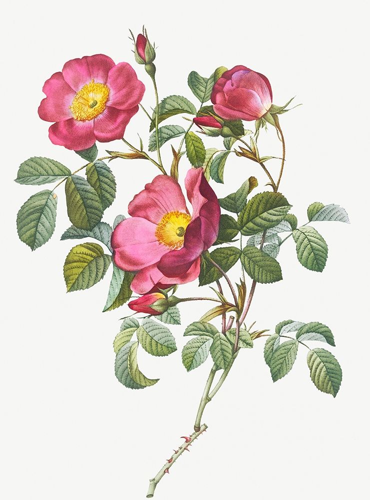 Rose of Love, Rosa pumila art print by Pierre Joseph Redoute for $57.95 CAD