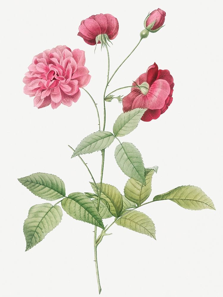 China Rose, Bengal Animating, Rosa indica dichotoma art print by Pierre Joseph Redoute for $57.95 CAD
