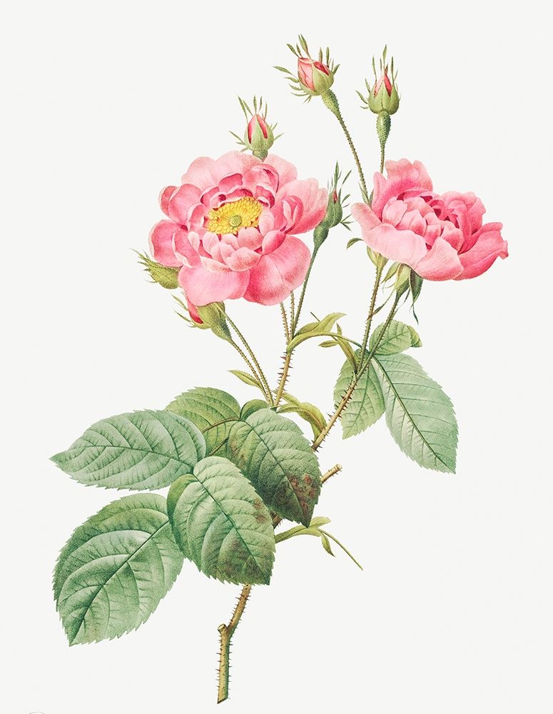 Rosa centifolia anemonoides, The Anemone Centuries art print by Pierre Joseph Redoute for $57.95 CAD