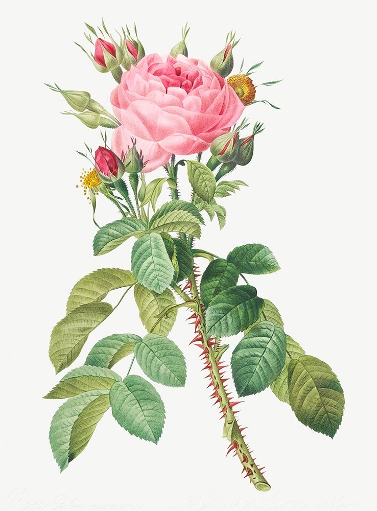 Rosa bifera macrocarpa, Lelieurs Four Seasons Rose art print by Pierre Joseph Redoute for $57.95 CAD