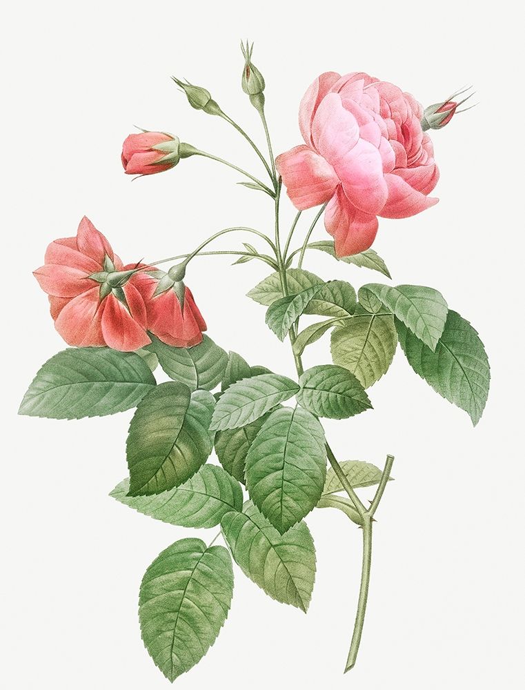 Boursault Rose, Rosebush with Leaning Buttons with Semi-Double Flowers art print by Pierre Joseph Redoute for $57.95 CAD