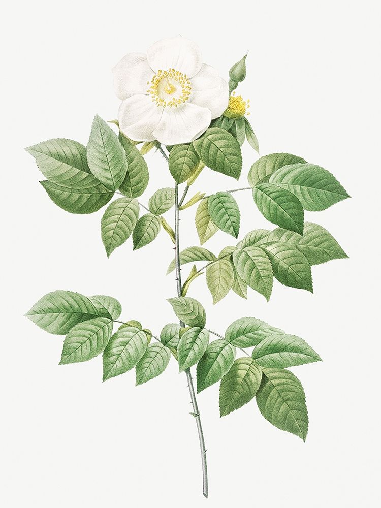 Leschenaults Rose, Rose Bush, Rosa sempervirens leschenaultiana art print by Pierre Joseph Redoute for $57.95 CAD