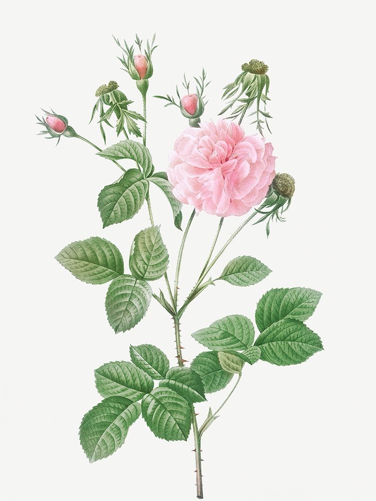 Pink Agatha, Rosa gallica Agatha incarnata art print by Pierre Joseph Redoute for $57.95 CAD