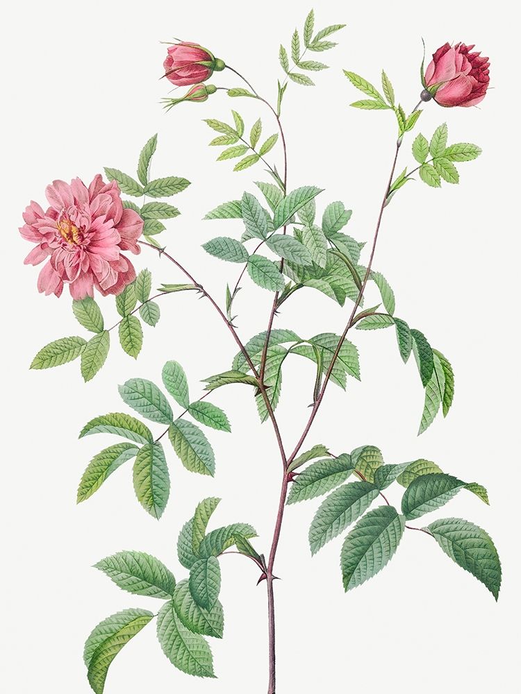 Cinnamon Rose, Rose of May, Rosa cinnamomea maialis art print by Pierre Joseph Redoute for $57.95 CAD