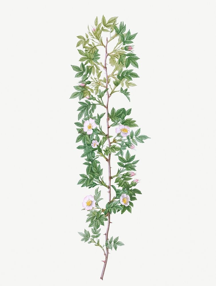 Cuspidate Rose, Rosa aciphylla art print by Pierre Joseph Redoute for $57.95 CAD