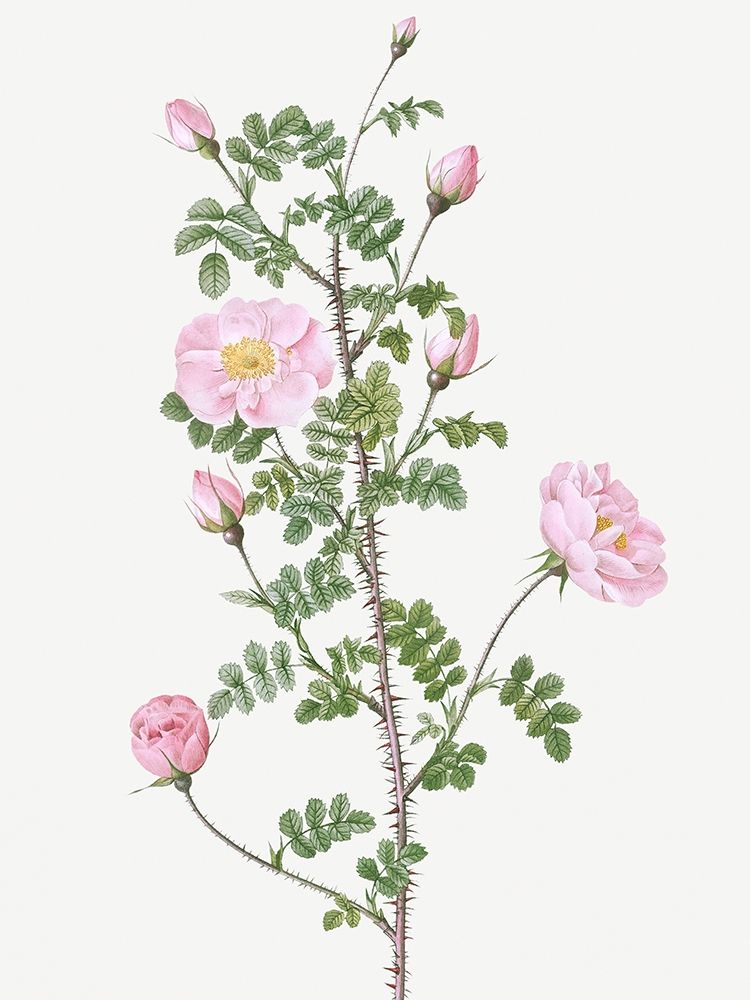 Double Pink Scotch Briar, Red Pimple Rose, Rosa pimpinellifolia rubra art print by Pierre Joseph Redoute for $57.95 CAD