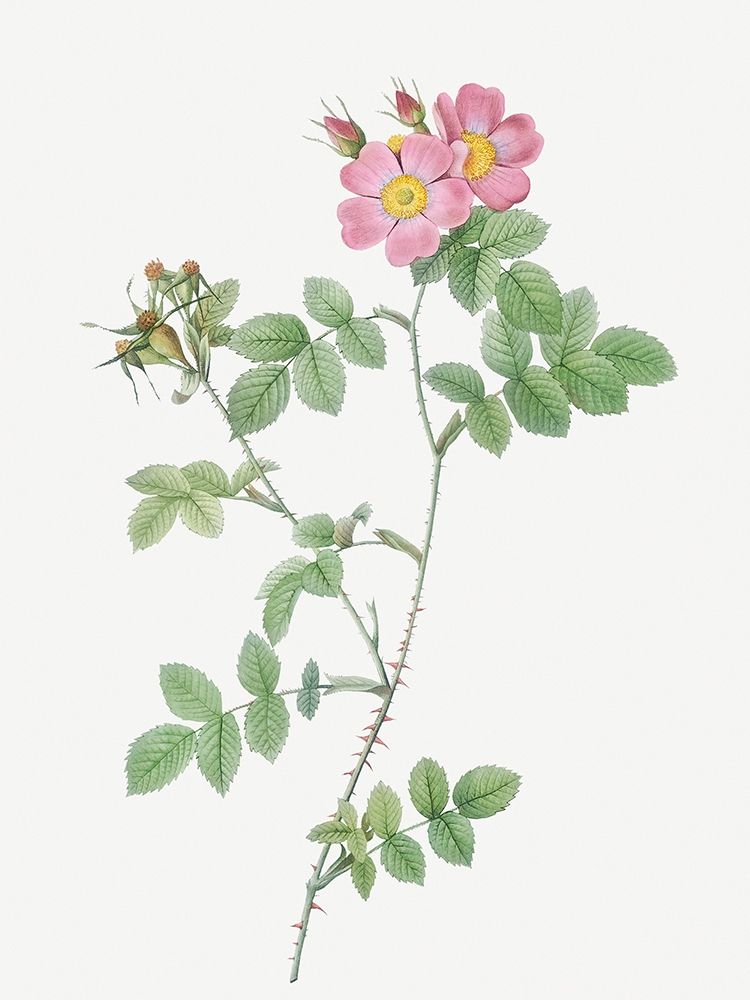 Sweetbriar, Rusty Rose with Three Flowers, Rosa rubiginosa triflora art print by Pierre Joseph Redoute for $57.95 CAD