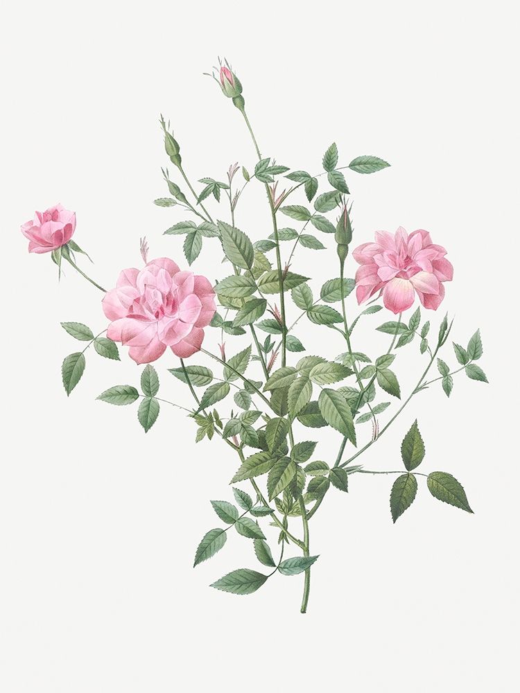 Double Miniature Rose, Dwarf Rosebush, Rosa indica pumila art print by Pierre Joseph Redoute for $57.95 CAD