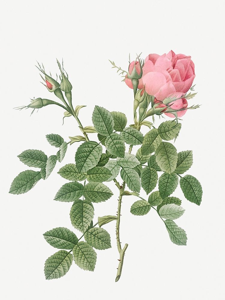 Dwarf Four Seasons Rose, Rosa bifera pumila art print by Pierre Joseph Redoute for $57.95 CAD