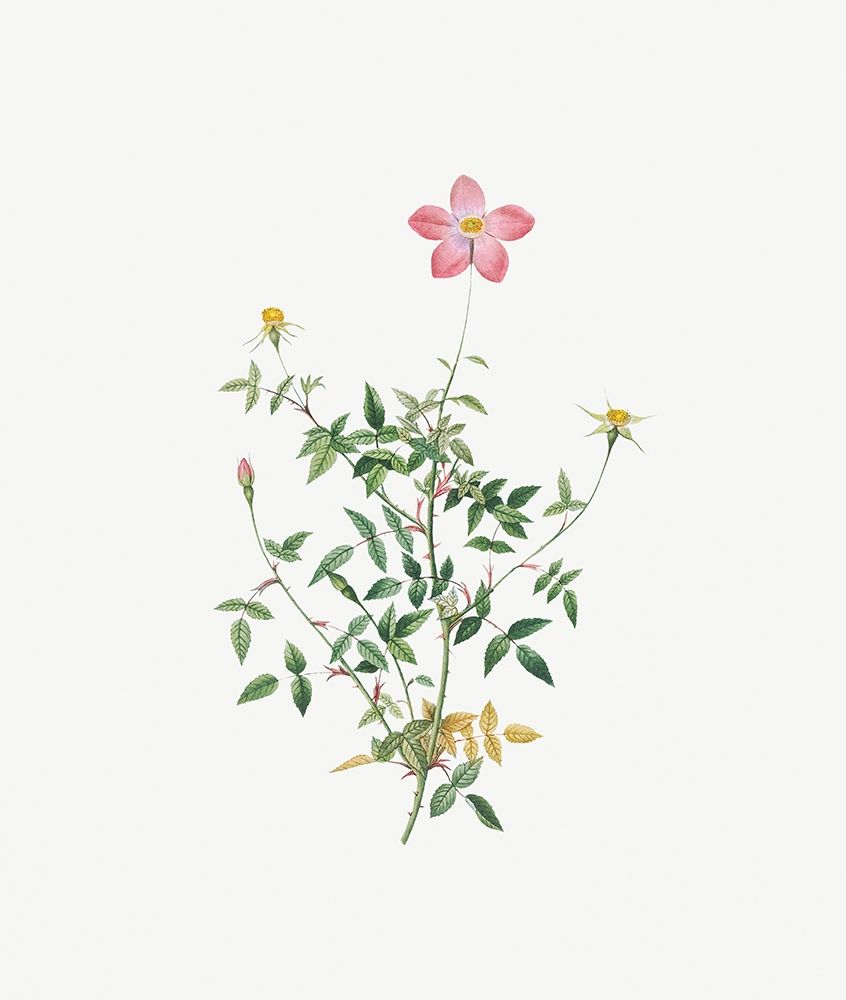 Single Dwarf China Rose, Rosa indica pumila, flore simplici art print by Pierre Joseph Redoute for $57.95 CAD