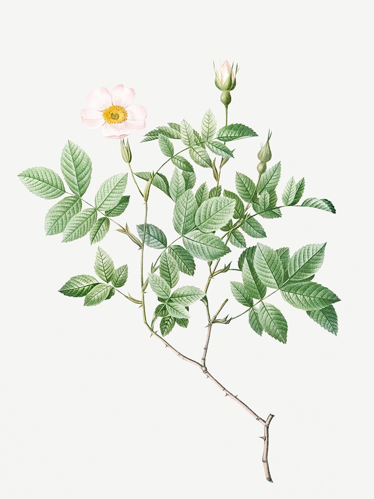 Farinose Rose, Flowery Rosebush, Rosa farinosa art print by Pierre Joseph Redoute for $57.95 CAD