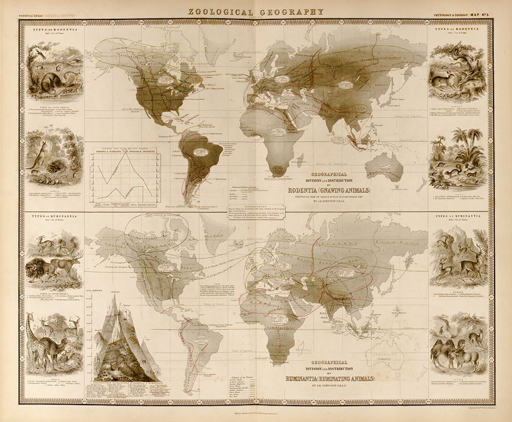 Zoological Geography Ruminants art print by Vintage Maps for $57.95 CAD