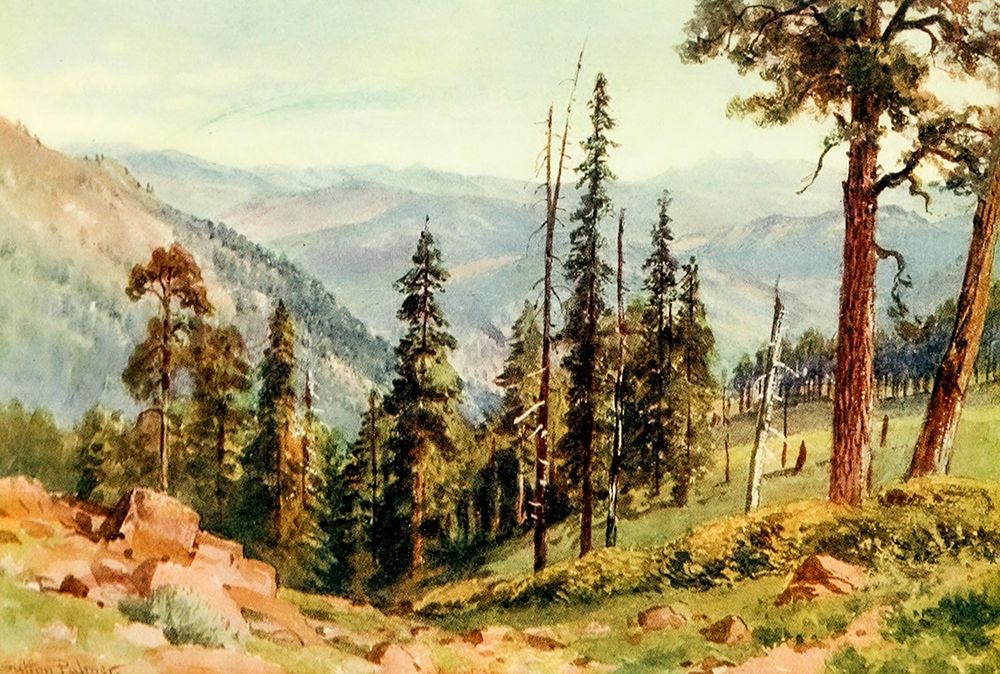Redwoods of Great Twin Valleys-California 1914 art print by Sutton Palmer for $57.95 CAD