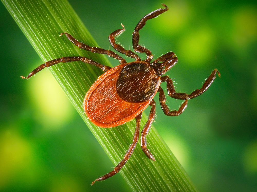 Blacklegged Tick art print by Centers for Disease Control and Prevention for $57.95 CAD