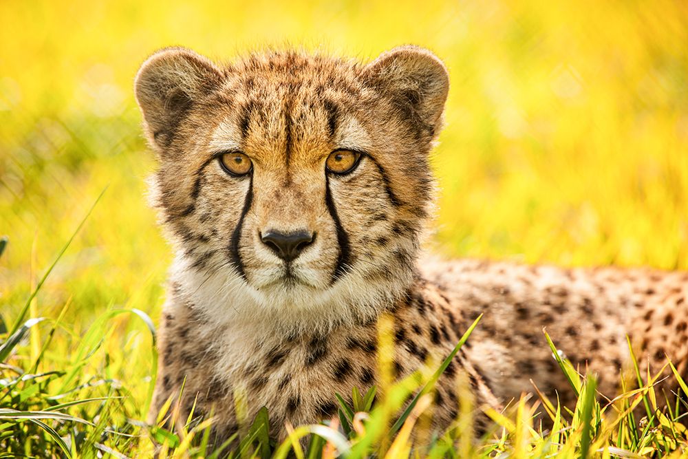 Cheetah art print by Animal Photography for $57.95 CAD