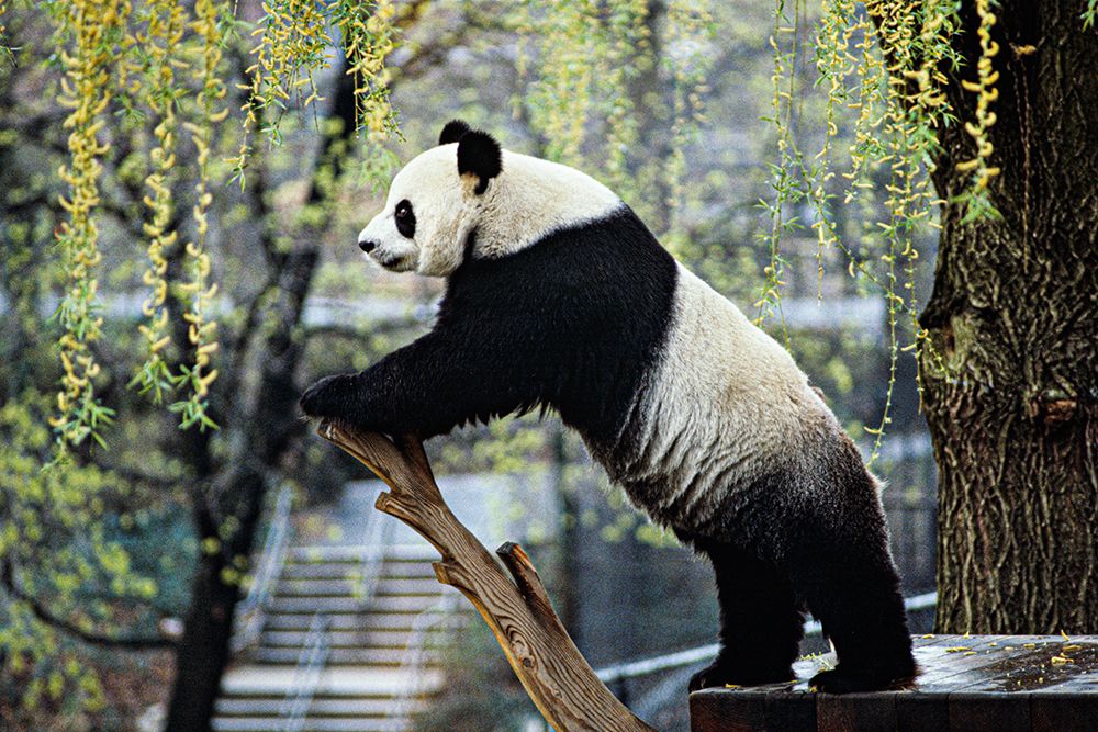 Giant Panda II art print by Jessie Cohen for $57.95 CAD