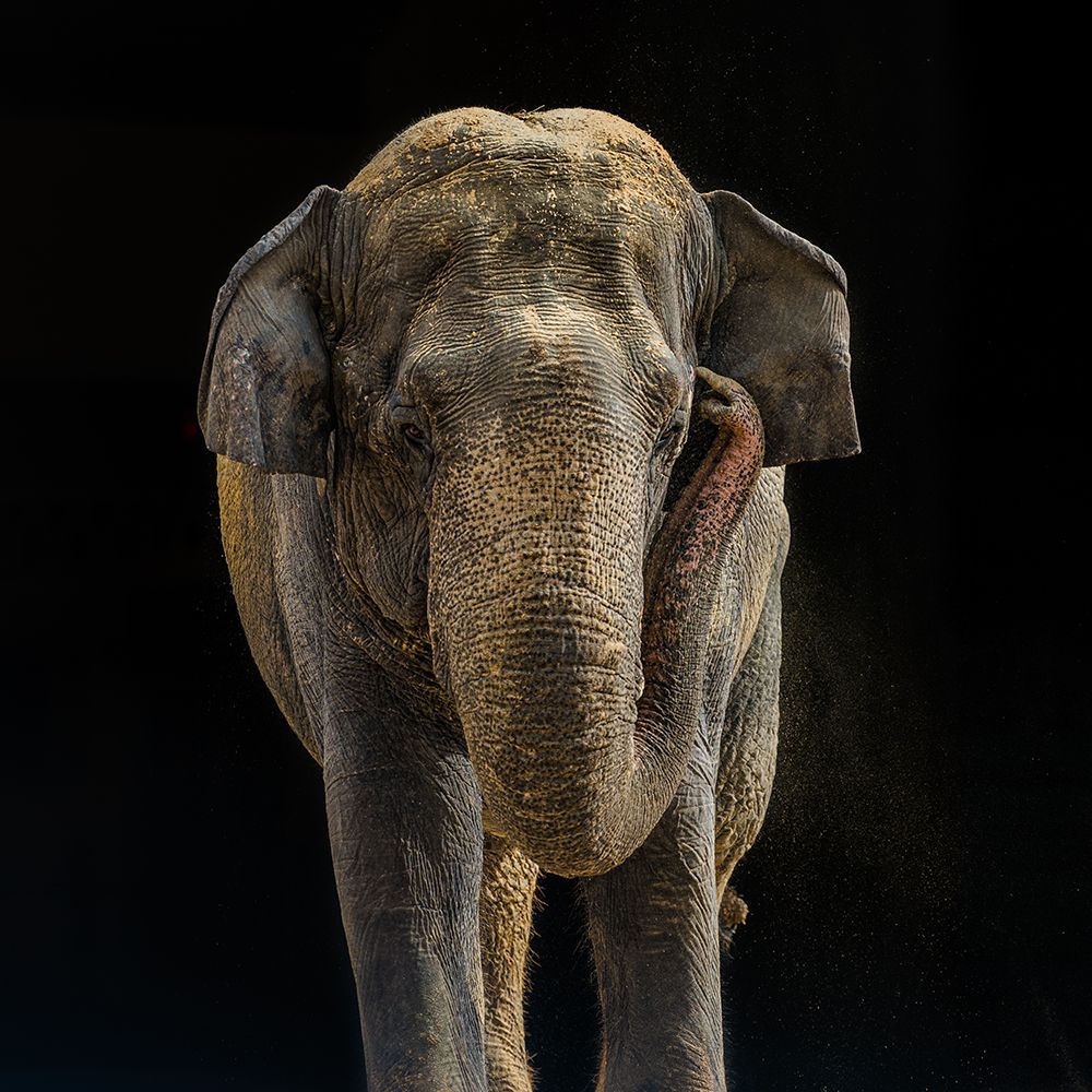 Asian Elephant art print by Adam Mason for $57.95 CAD