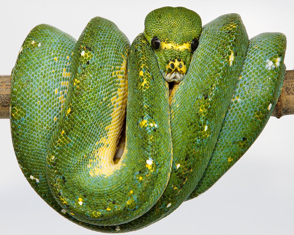Green Tree Python art print by Smithsonian Institution for $57.95 CAD
