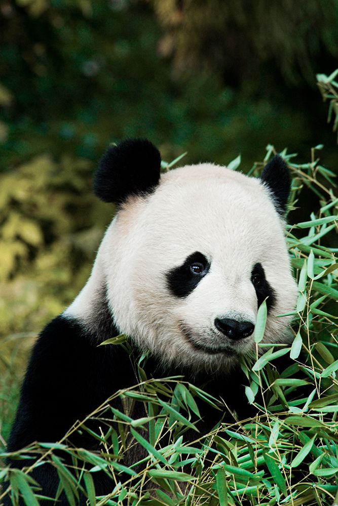 Giant Panda V art print by Jessie Cohen for $57.95 CAD