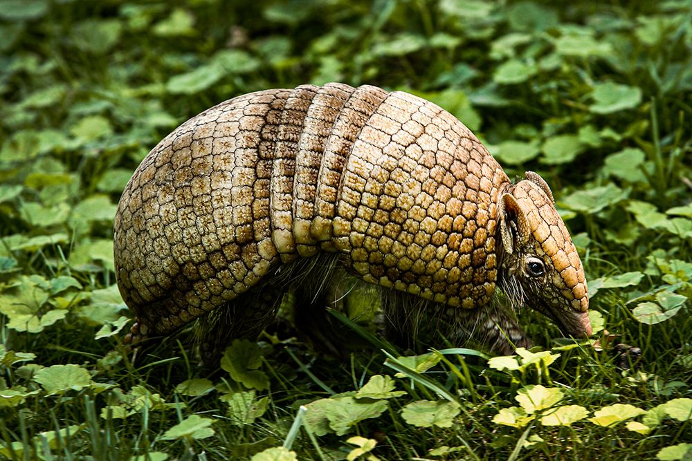 Three-banded Armadillo art print by Jessie Cohen for $57.95 CAD