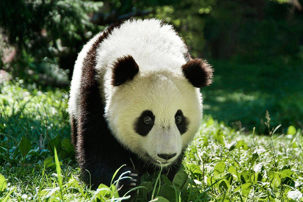 Giant Panda VI art print by Ann Batdorf for $57.95 CAD