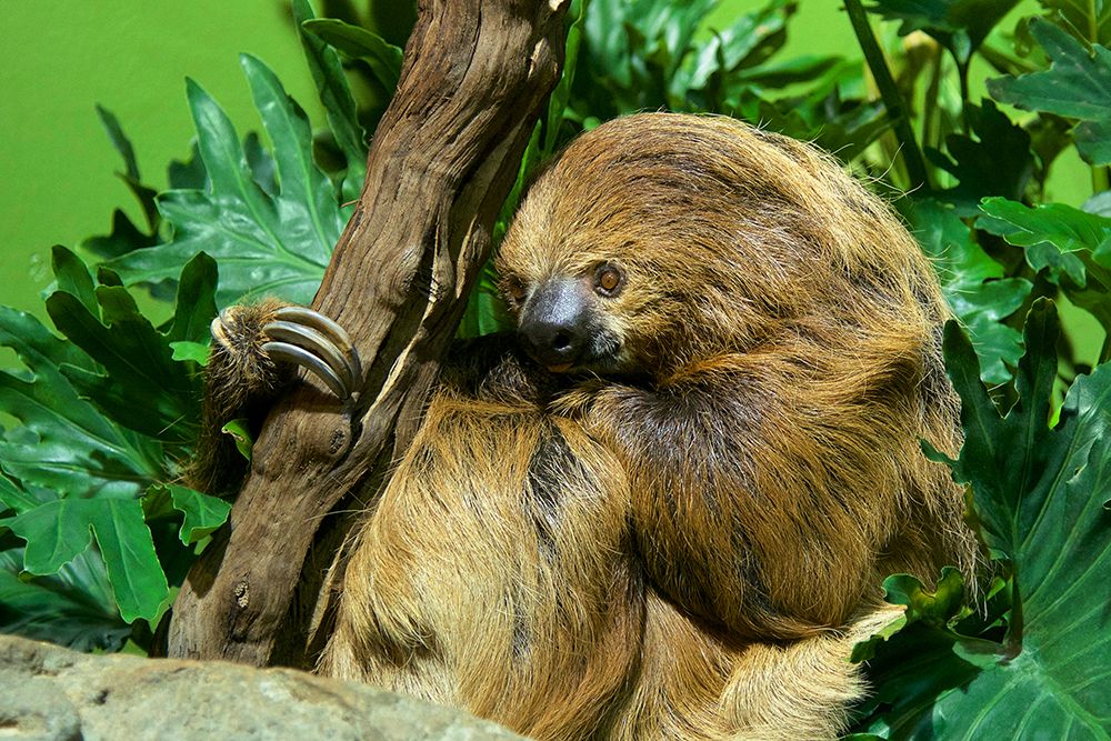 Linnes Two-toed Sloth art print by Clyde E. Nishimura for $57.95 CAD