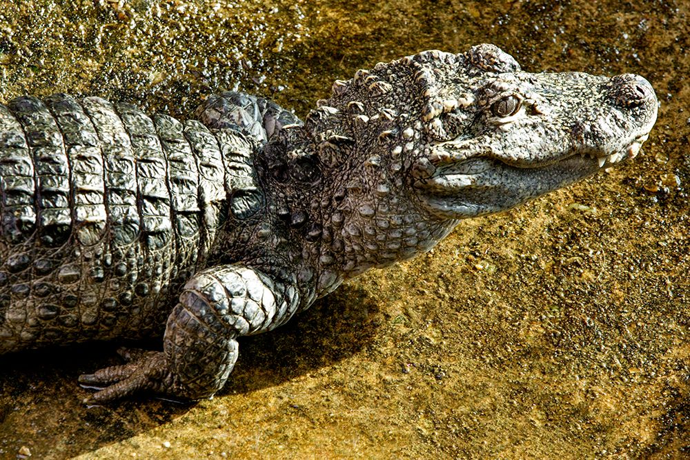 Chinese Alligator art print by Smithsonian Institution for $57.95 CAD