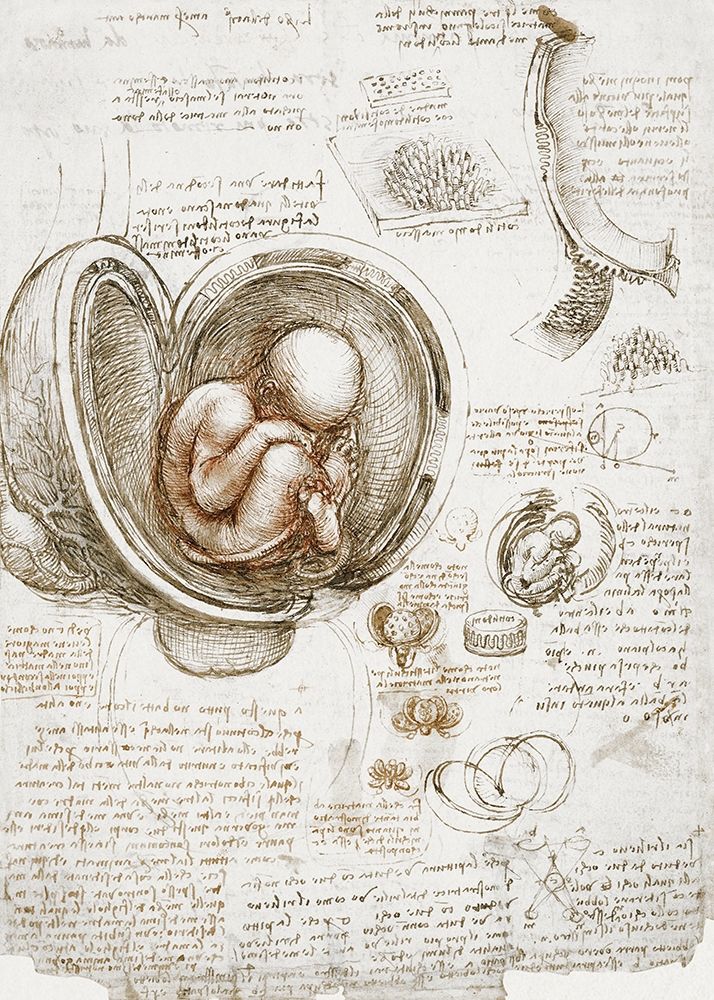 Studies of the Foetus in the Womb art print by Leonardo da Vinci for $57.95 CAD