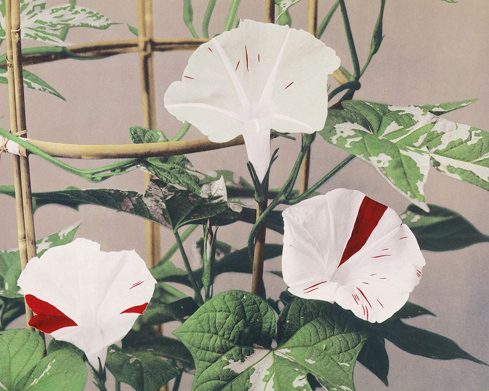 Striped Birdweed Flowers art print by Ogawa Kazumasa for $57.95 CAD