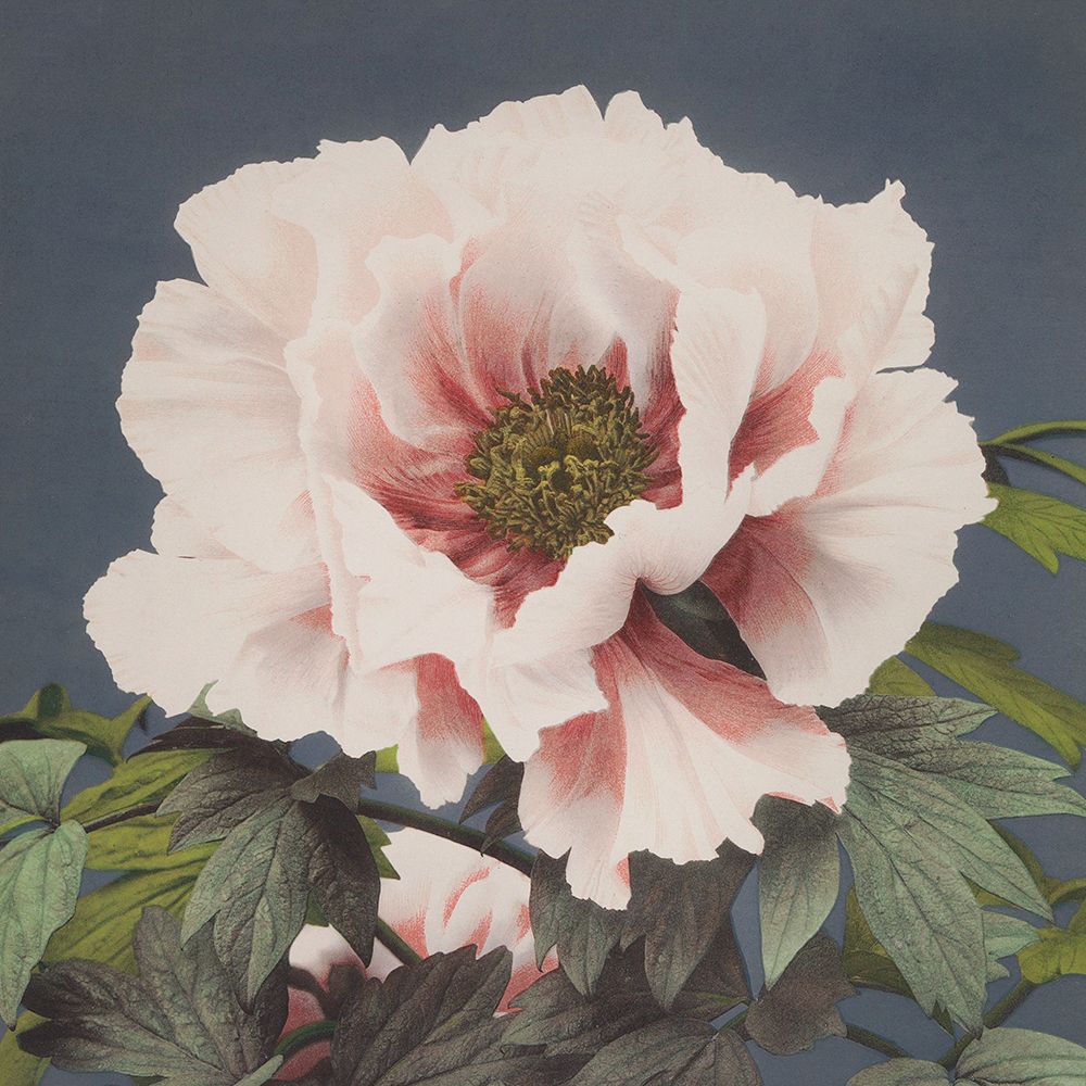 Pink Flower art print by Ogawa Kazumasa for $57.95 CAD